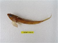 藏品(臺灣(魚銜))的圖片